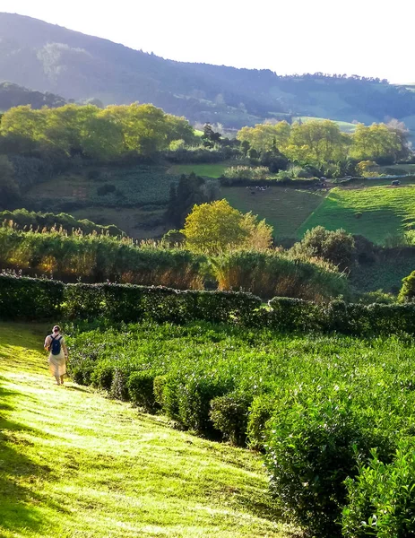 Maisema Vihreitä Kukkuloita Niittyjä Teetä Plantaasi Azorit — kuvapankkivalokuva
