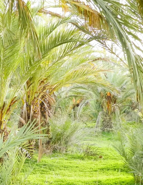 Date Palm Forest Cyprus Asia Tropical Nature — Stockfoto