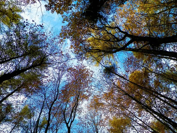 Wald Herbstliche Bäume Vor Blauem Himmel Goldener Herbst Kopierraum Abstrakter — Stockfoto
