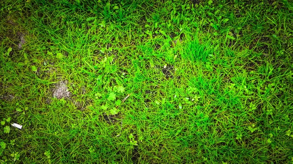 Зеленая Трава Фон Природы Копировальное Пространство Природа — стоковое фото