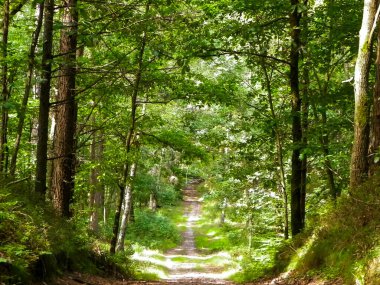 Yeşil ormanda yol. Yaz ormanı manzarası. Kuzey Polonya doğası. Seyahat ve doğa kavramı.