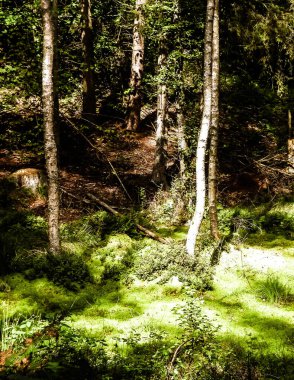 Vahşi doğa - yeşil ormandaki sulak alan. Bataklık yosunu ve ağaçlar - Pomeranya 'nın güzel doğası - Kuzey Polonya bölgesi.