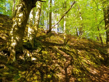 Yaz mevsiminde vahşi ormanın manzarası. Kuzey Polonya 'nın güzelliği, seyahat ve keşif konsepti.