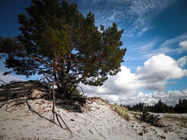 Stilo 'daki kum tepeleri, Leba. Kuzey Polonya 'nın kıyı bölgesi.
