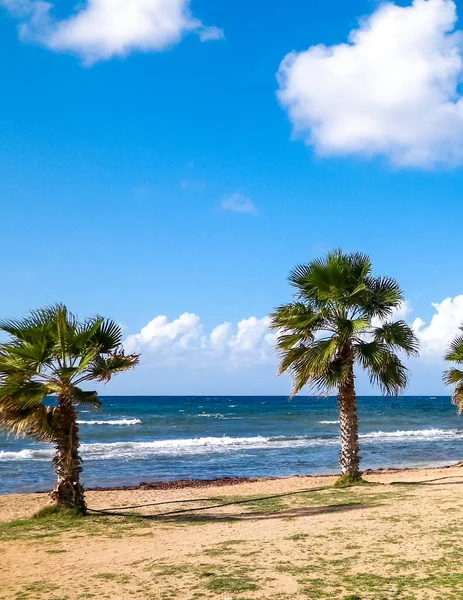 海滩和棕榈树 地中海沿岸 塞浦路斯岛 — 图库照片