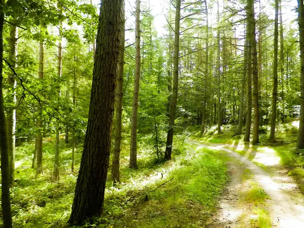 Шлях Зеленому Лісі Літній Лісовий Ландшафт Природа Північної Польщі Подорожі — стокове фото