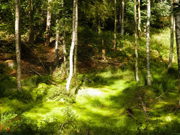 Wilde Natur Feuchtgebiet Grünen Wald Sumpfmoos Und Bäume Wunderschöne Natur — Stockfoto