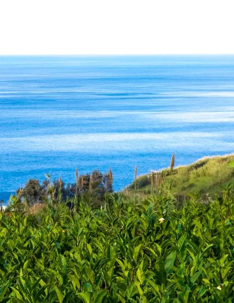 Landscape Tea Plantation Porto Formoso Atlantic Ocean Background — Stock Photo, Image