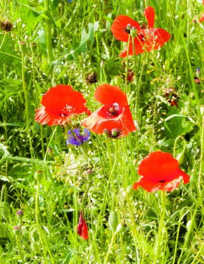 Doğa olarak gelincik çiçekli çayır. Doğa konsepti.