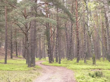 Stilo Polonya 'daki çam ormanı. Kıyı bölgesi. Kuzey Polonya 'nın Doğası.