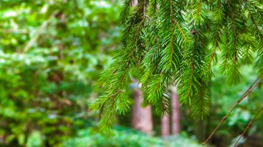 Forest background. Close-up of spruce branches. NAture concept. Copy space on blur.
