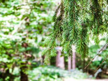 Forest background. Close-up of spruce branches. NAture concept. Copy space on blur.