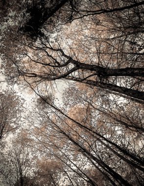 Doğanın arka planı olarak sonbahar ormanı ağaçları. Altın sonbahar, kopyalama alanı. BW filtre tonu