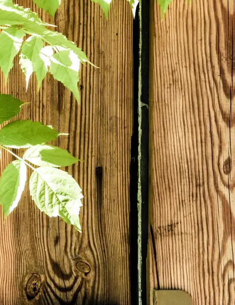 Grüne Blätter Auf Hölzernem Hintergrund Naturhintergrund Gartenkonzept Kopierraum — Stockfoto