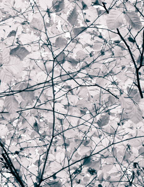Branches of autumnal trees as nature background. Golden autumn, copy space. BW abstract filter toned.