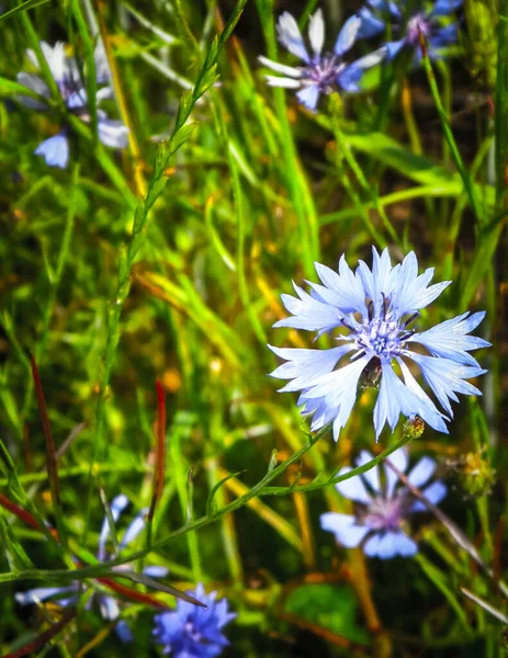 Stock image Meadow with iris flowers as nature background. Summer nature concept.