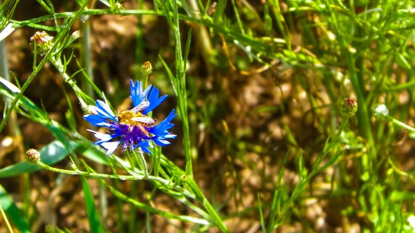 Gros Plan Abeille Sur Fleur Iris Concept Nature Été — Photo