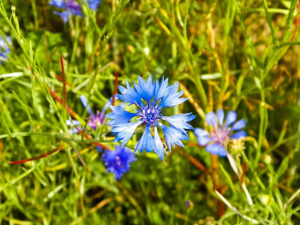 Wiese Mit Irisblumen Als Hintergrund Der Natur Sommerliches Naturkonzept — Stockfoto