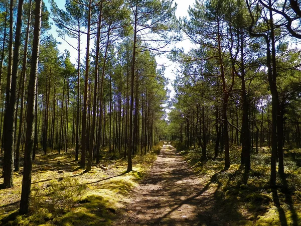 Bosque Pinos Stilo Polonia Zona Costera Naturaleza Del Norte Polonia — Foto de Stock