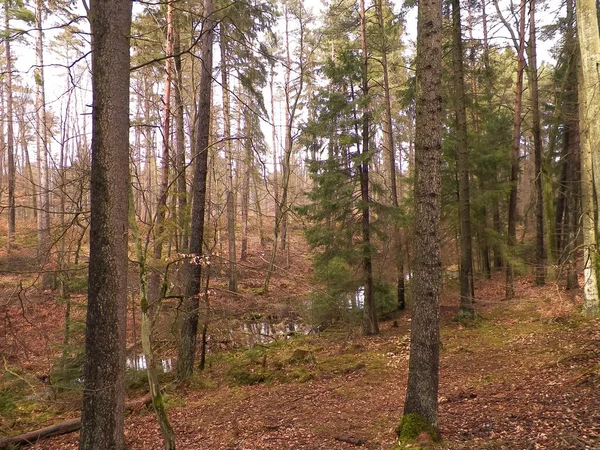 寒假过后 森林又苏醒过来了 春天的阳光穿过树林 波兰的自然自然概念 — 图库照片