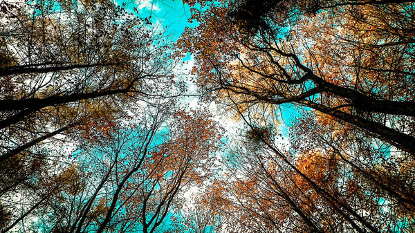 Trees of autumnal forest as nature background. Golden autumn, copy space. Abstract filter toned
