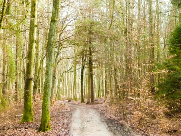冬の休憩の後 森は再び目覚めます 春の太陽が木を破る ポーランドの自然 自然概念 — ストック写真