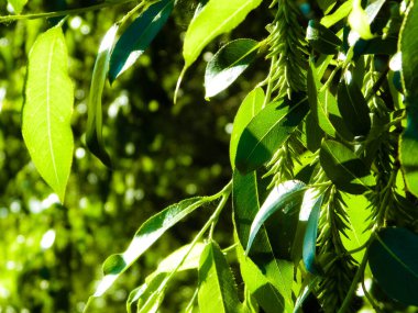 Dalı kapatınca yeşil yapraklar çıkıyor. Polonya 'nın Tuchola Ormanı bölgesinden Flora. Doğa geçmişi, yaz mevsimi. Boşluğu kopyala.