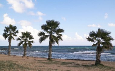 Kumsal ve palmiye ağaçları. Akdeniz kıyısı. Kıbrıs adası.