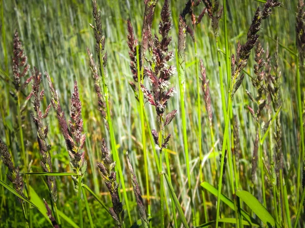 Großaufnahme Von Gras Auf Der Sommerwiese Natur Hintergrund Florales Konzept — Stockfoto