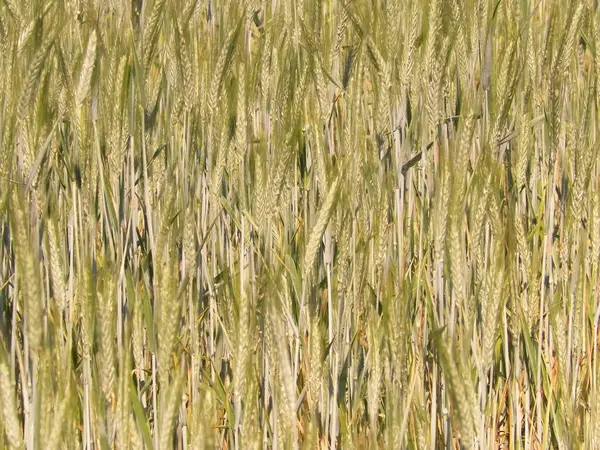 Закрыть Пшеничное Растение Природный Фон Концепция Природы — стоковое фото