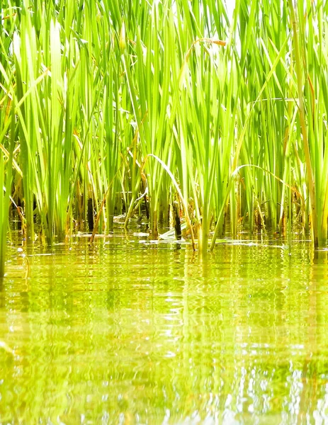 stock image Close up of typha plant in lake water. Copy space on lake water.