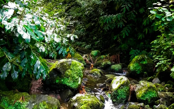 里贝拉植物园的小瀑布让人想起了米盖尔岛 热带蓝宝石的野生异国情调 — 图库照片