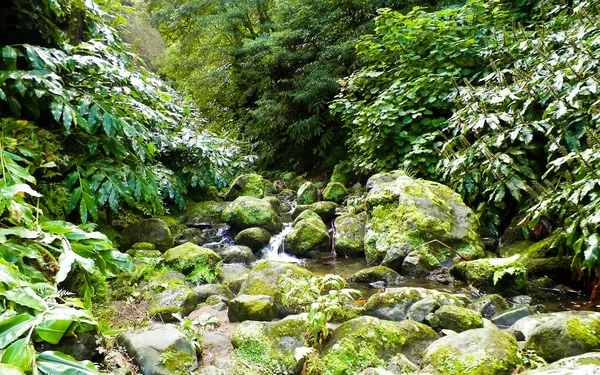 里维拉植物园的一条小河 位于吉尔赫姆苏米盖尔岛 热带蓝宝石的野生异国情调 — 图库照片