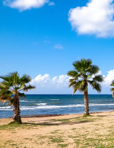 Playa Palmeras Costa Del Mar Mediterráneo Isla Chipre — Foto de Stock