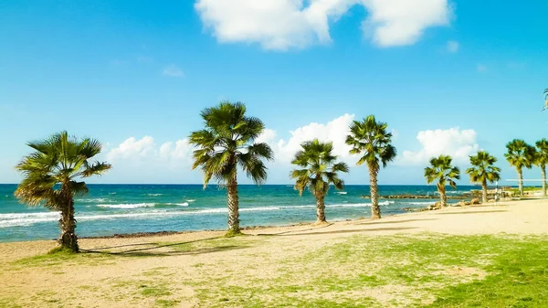 海滩和棕榈树 地中海沿岸 塞浦路斯岛 — 图库照片