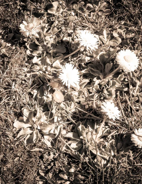 นของดอกไม เดซ นหล งธรรมชาต ใบไม ธรรมชาต โทนส วกรองอ กษร — ภาพถ่ายสต็อก