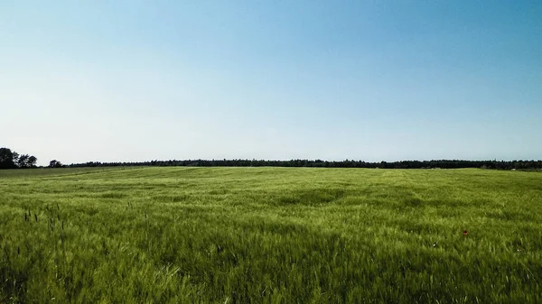 Naturlandschaft Mit Grünem Feld Kaschubian Dorf Natur Und Landwirtschaftskonzept — Stockfoto