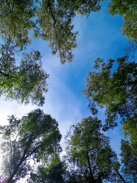 Tuchola Forest Bäume Als Hintergrund Der Natur Exploration Und Sommernaturkonzept — Stockfoto