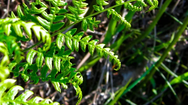 Κοντινό Πλάνο Πράσινων Φύλλων Πράσινης Φτέρης Polypodiopsida Cronquist Φόντο Φύσης — Φωτογραφία Αρχείου