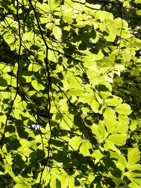Zöld Levelek Mint Természet Háttere Nyár Szépség Természetben Koncepció — Stock Fotó