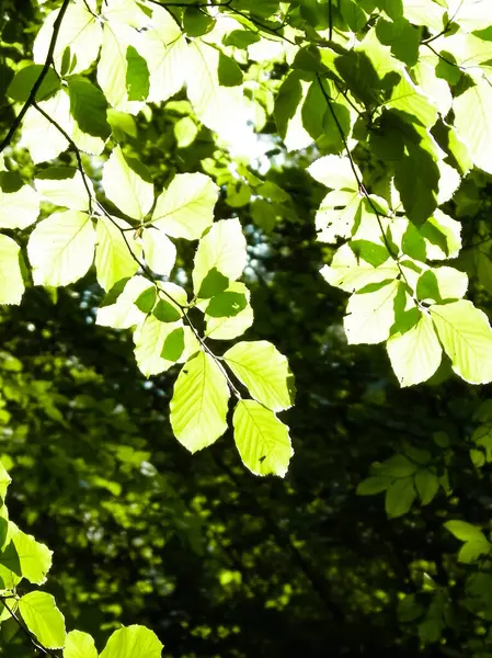 Grüne Blätter Als Hintergrund Der Natur Sommer Schönheit Der Natur — Stockfoto
