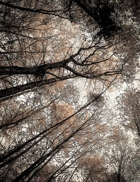 Деревья Осеннего Леса Природный Фон Золотая Осень Копия Пространства Фильтр — стоковое фото
