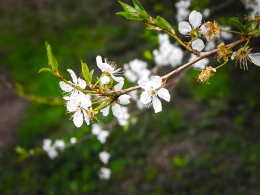 Yaz mevsiminde açan yaban elması çiçeklerini kapatın. Vahşi doğa..