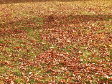 Gold autumnal leaves as nature background. Copy space.