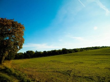 Yaz sonu - sonbahar ağaçları ve tarlalar. Polonya doğası. Mavi gökyüzündeki boşluğu kopyala. Mechelinki, Polonya.