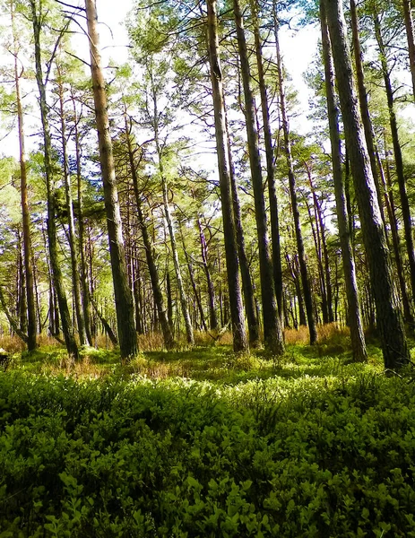 Сосний Ліс Стіло Польщі Прибережна Зона Природа Північної Польщі — стокове фото
