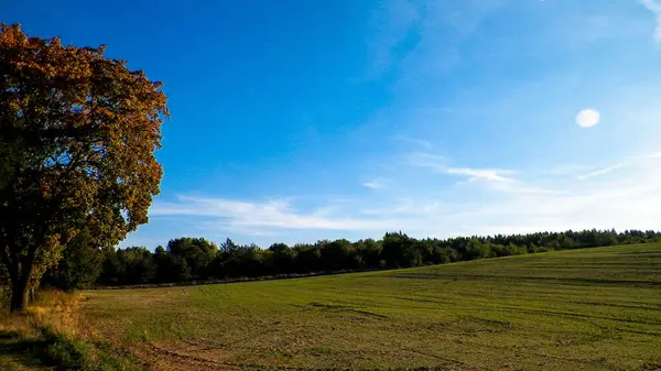 Yaz sonu - sonbahar ağaçları ve tarlalar. Polonya doğası. Mavi gökyüzündeki boşluğu kopyala. Mechelinki, Polonya.