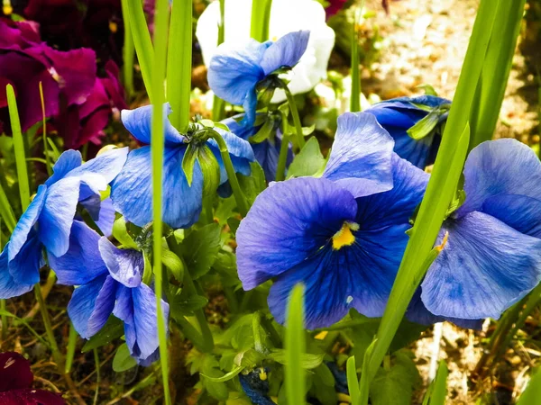 Nahaufnahme Des Gartens Stiefmütterchen Blume Viola Wittrockiana Gams Gartenkonzept — Stockfoto