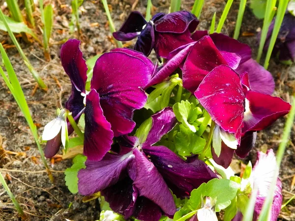 Закрыть Сад Голубой Цветок Viola Wittrockiana Gams Gardening Концепции — стоковое фото