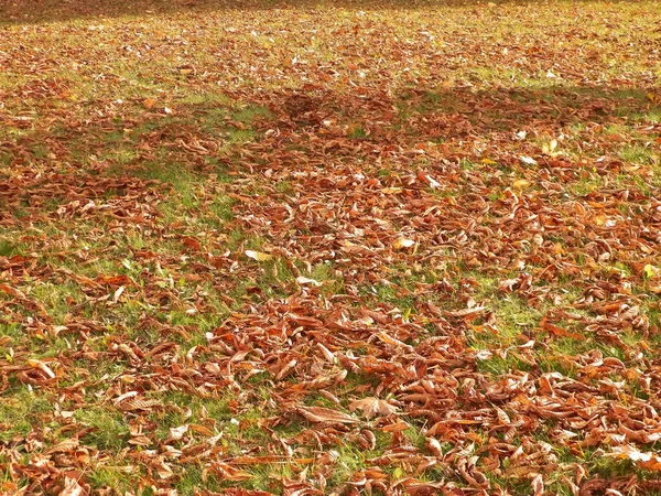 Gold Autumnal Leaves Nature Background Copy Space —  Fotos de Stock